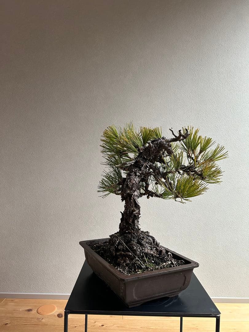 黒松　盆栽　激古　中品　足元15㎝