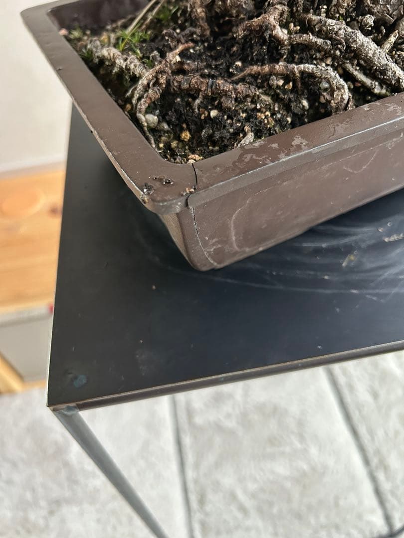 黒松　盆栽　激古　中品　足元15㎝