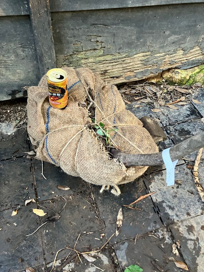 60 山採り　ヒナウチワカエデ