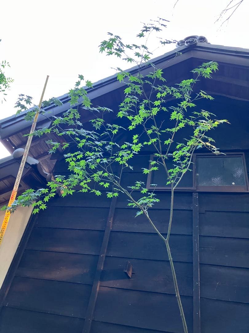 60 山採り　ヒナウチワカエデ