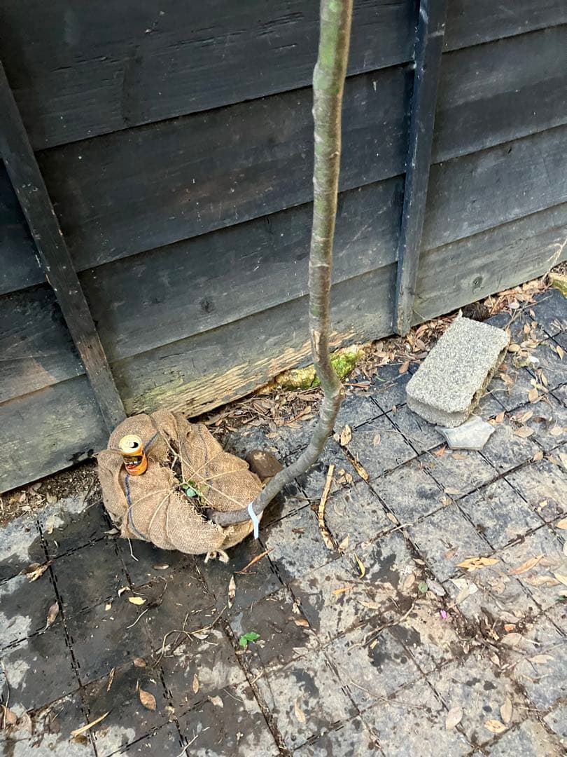 60 山採り　ヒナウチワカエデ