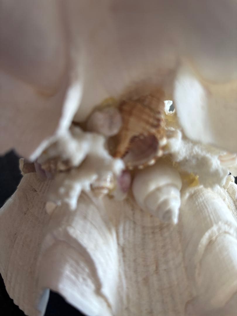 天然貝殻のインテリア置物　ハワイ産