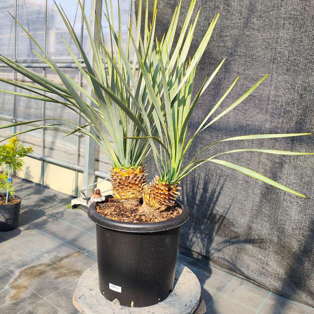 ロストラータ Hyb だぶるへっど