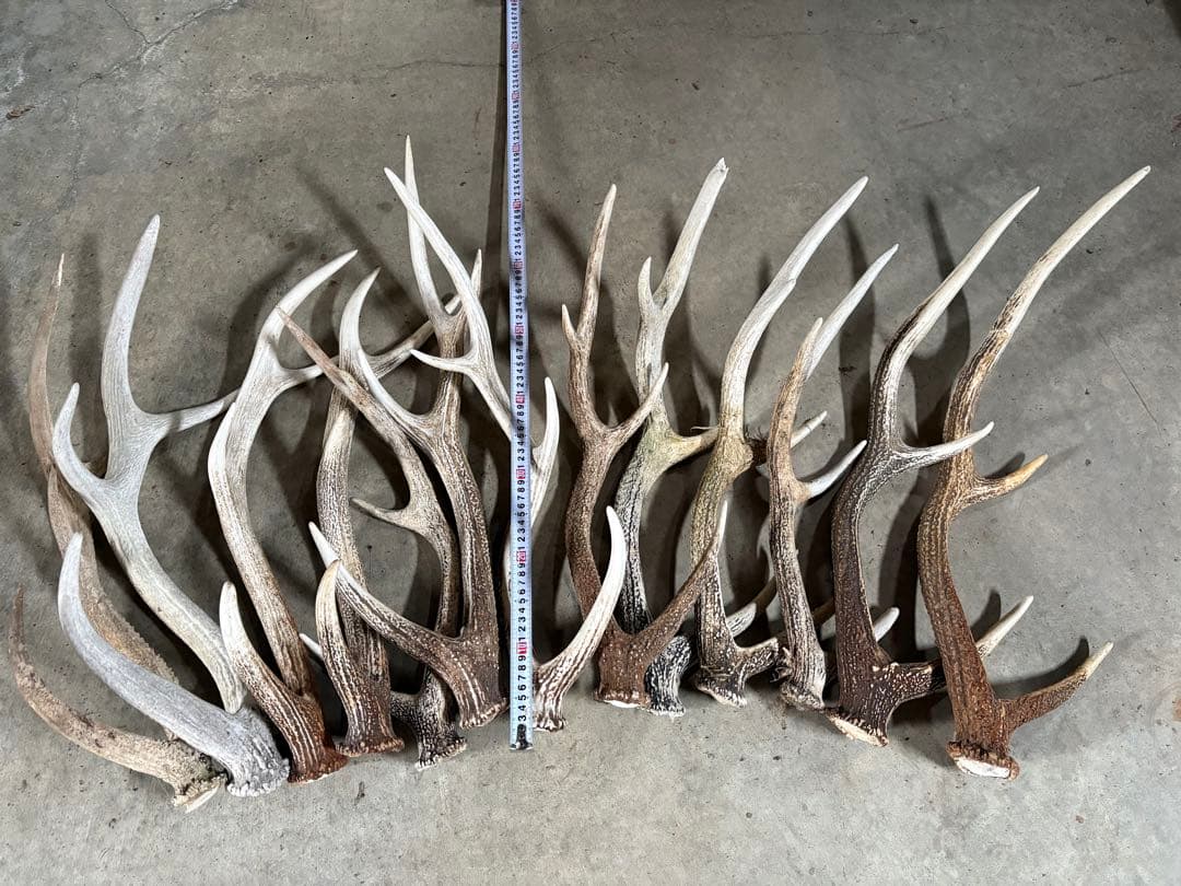 No.2 鹿の角　蝦夷鹿の角　シカツノ　まとめ売り　16本