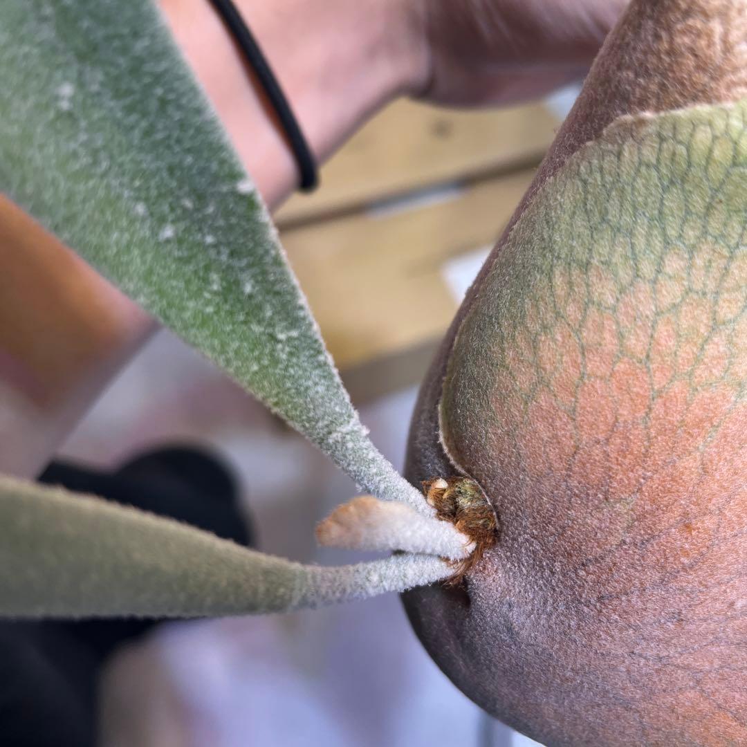 celso tatsuta OC 中株 セルソ タツタ