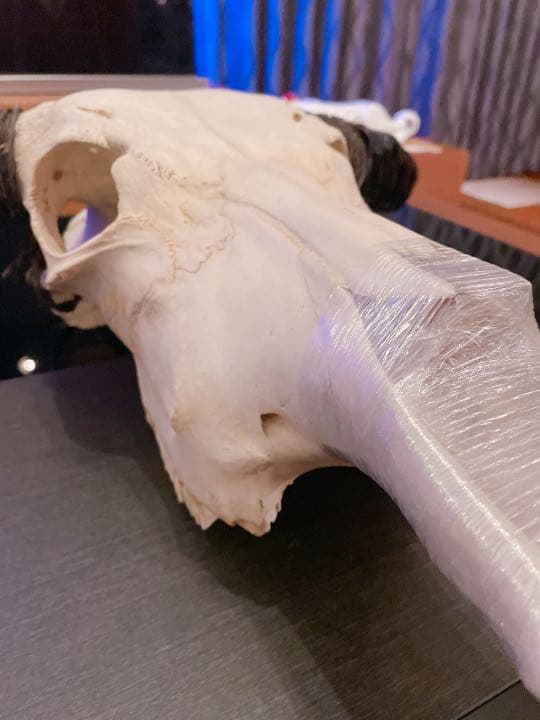 ハンティングトロフィー 【バッファロー】 【新品】