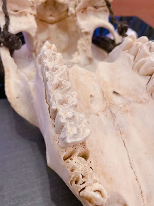 ハンティングトロフィー 【バッファロー】 【新品】