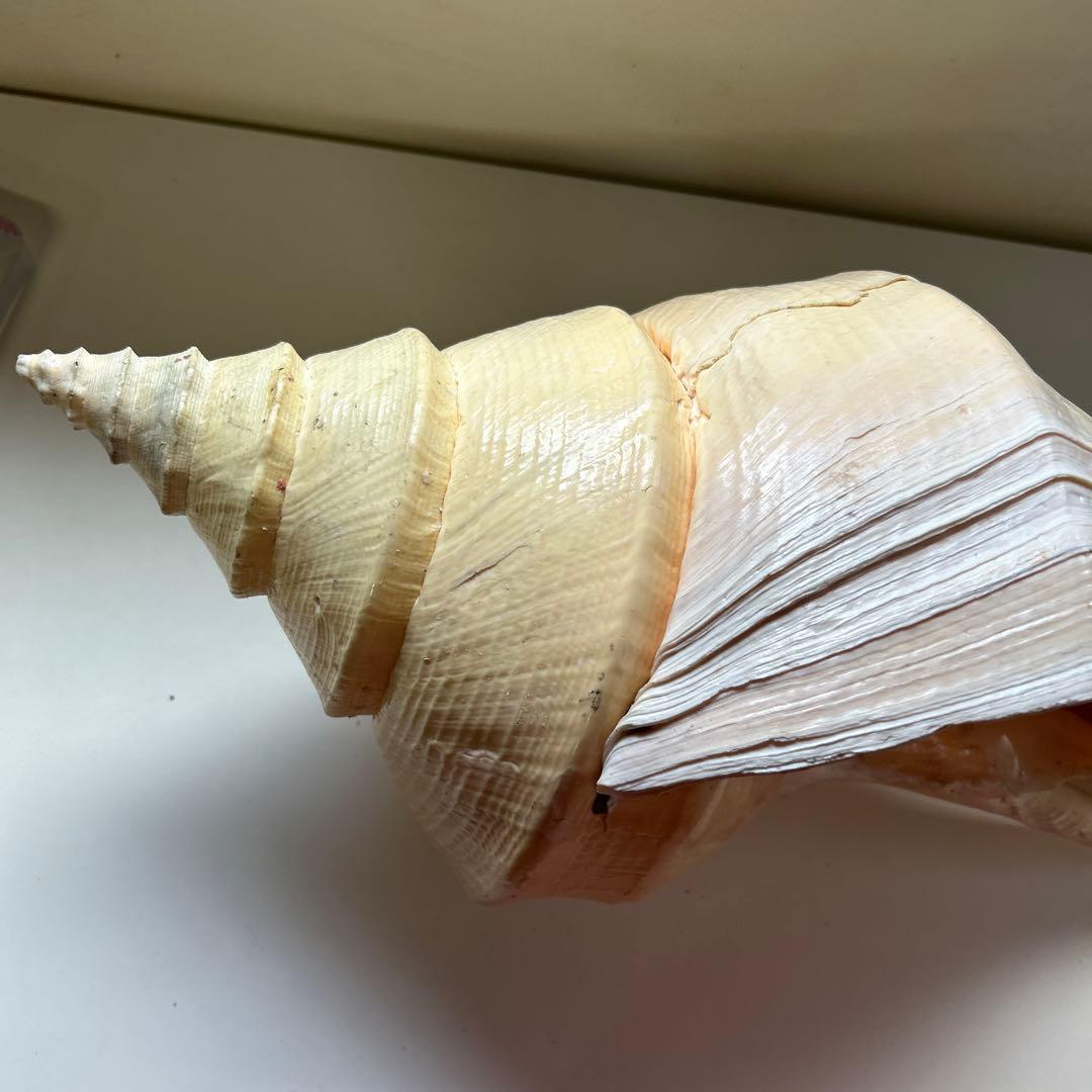 レア貝　最大　法螺貝　アラフラオオニシ貝　貝殻長約５４センチ殻径約７１センチ