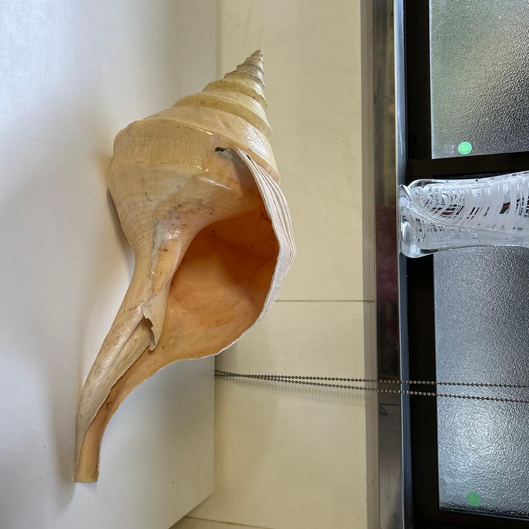 レア貝　最大　法螺貝　アラフラオオニシ貝　貝殻長約５４センチ殻径約７１センチ