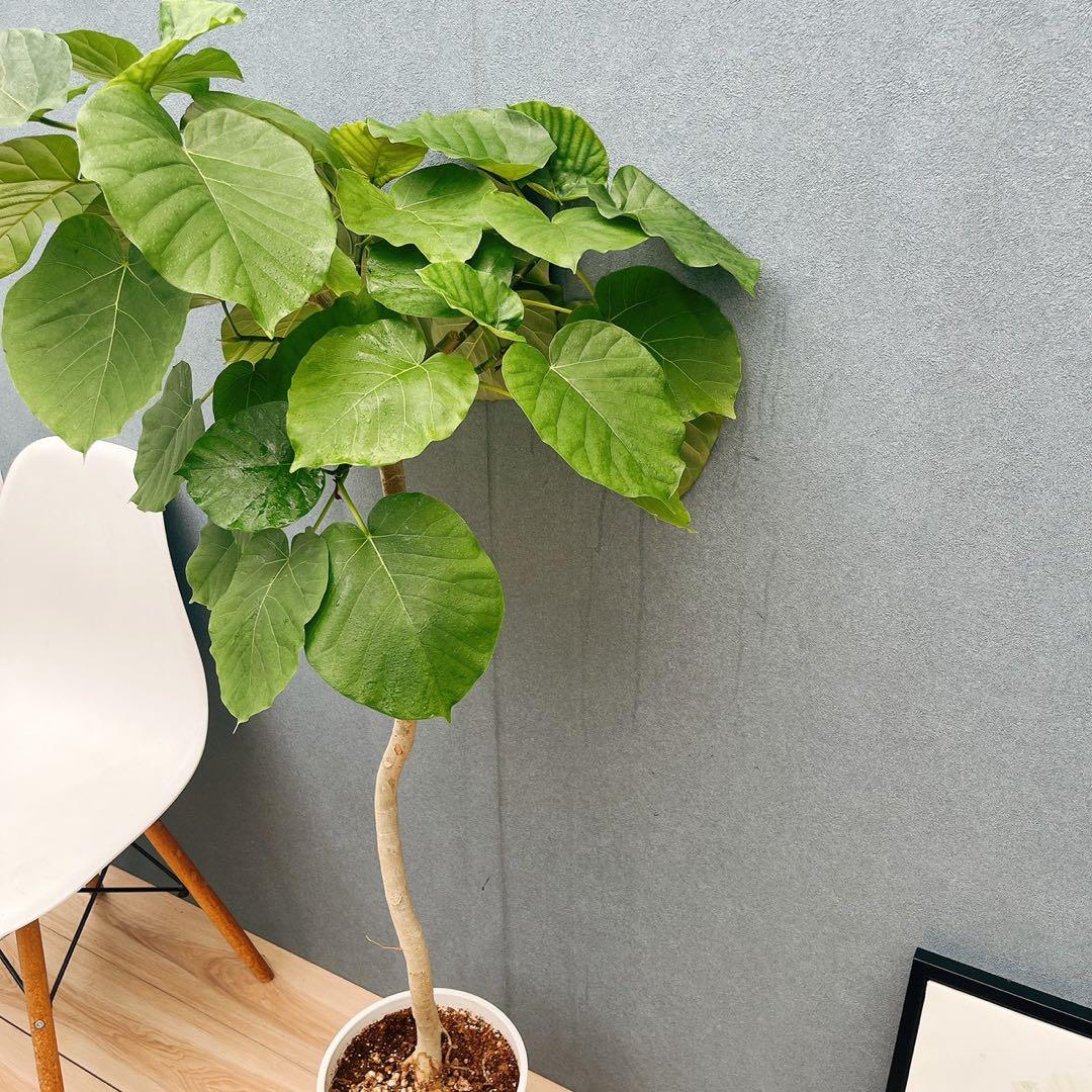 ［現品］4番　フィカス　ウンベラータ　8号　観葉植物　室内　大型　ゴムの木　人気