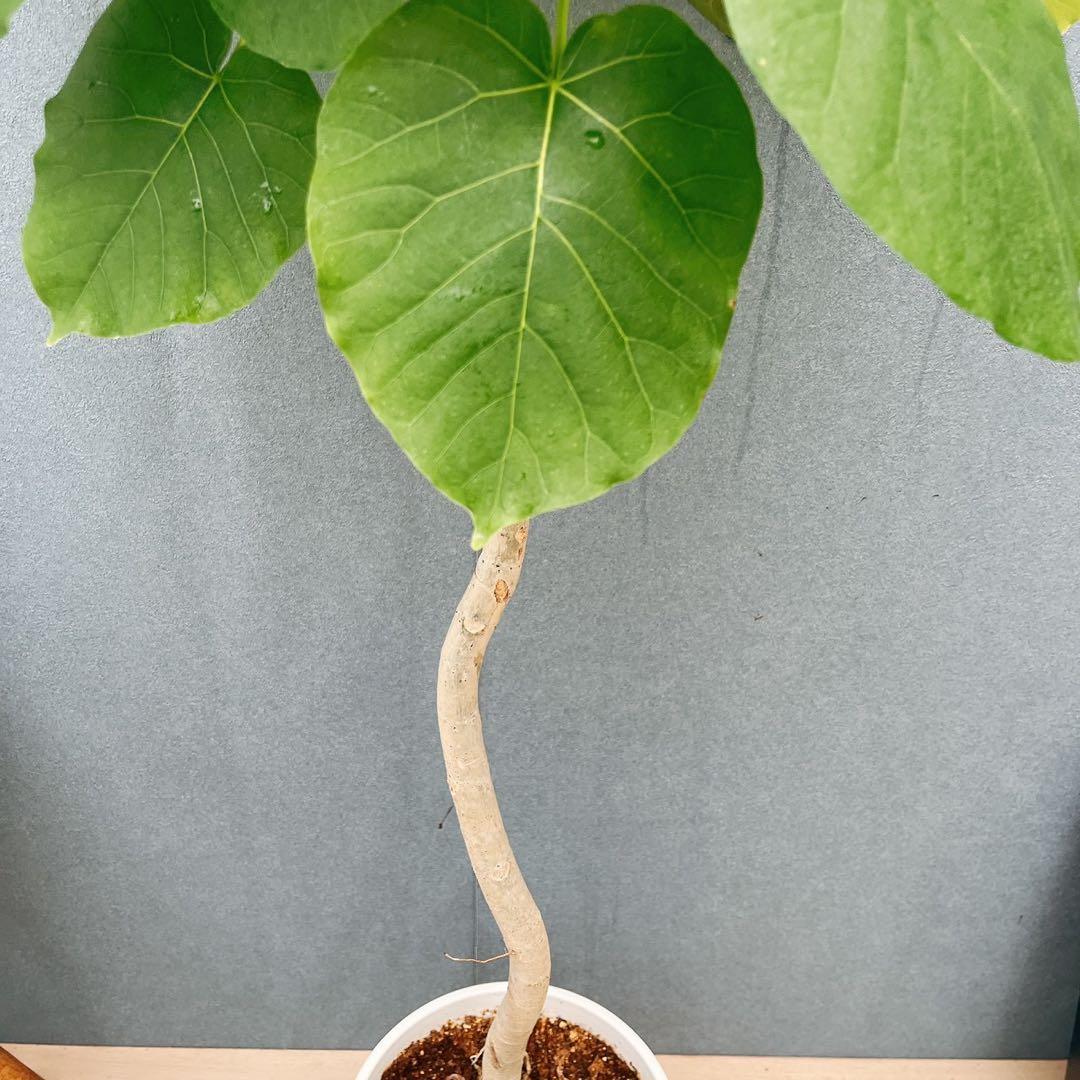 ［現品］4番　フィカス　ウンベラータ　8号　観葉植物　室内　大型　ゴムの木　人気