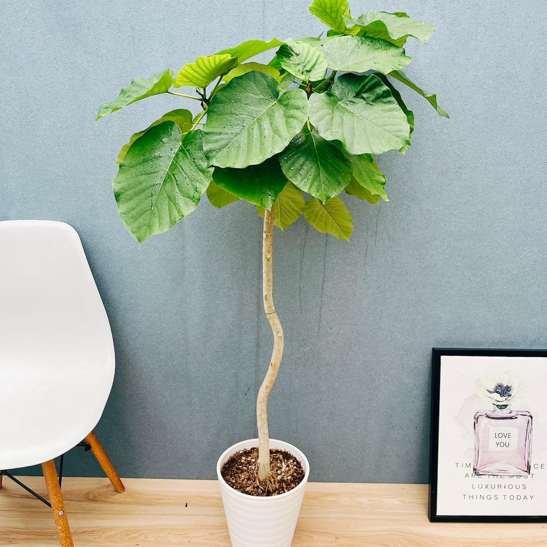 ［現品］4番　フィカス　ウンベラータ　8号　観葉植物　室内　大型　ゴムの木　人気