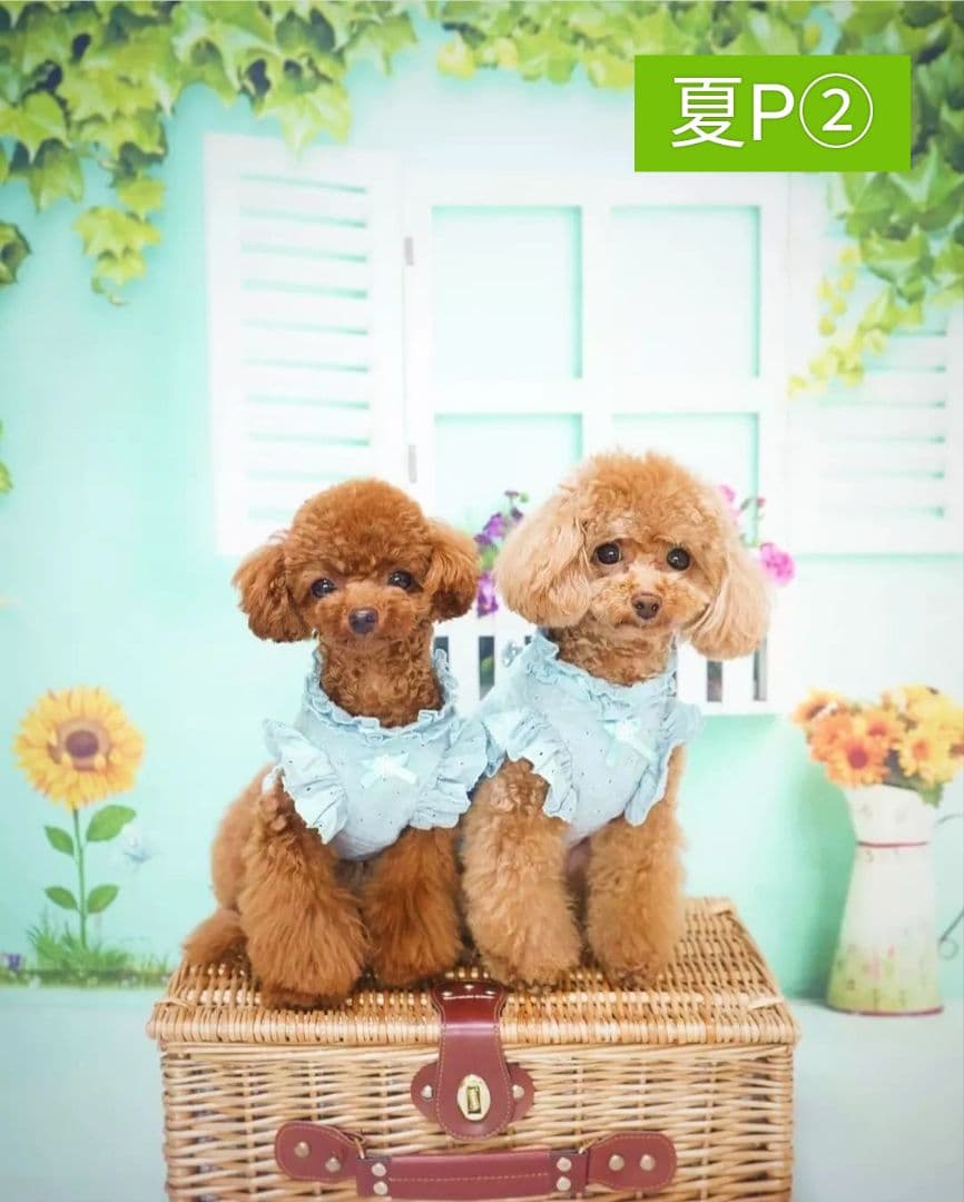 背景布夏BA②　キッズ、ペット、7,8月撮影用フォトブース　サーフィン　ピンク