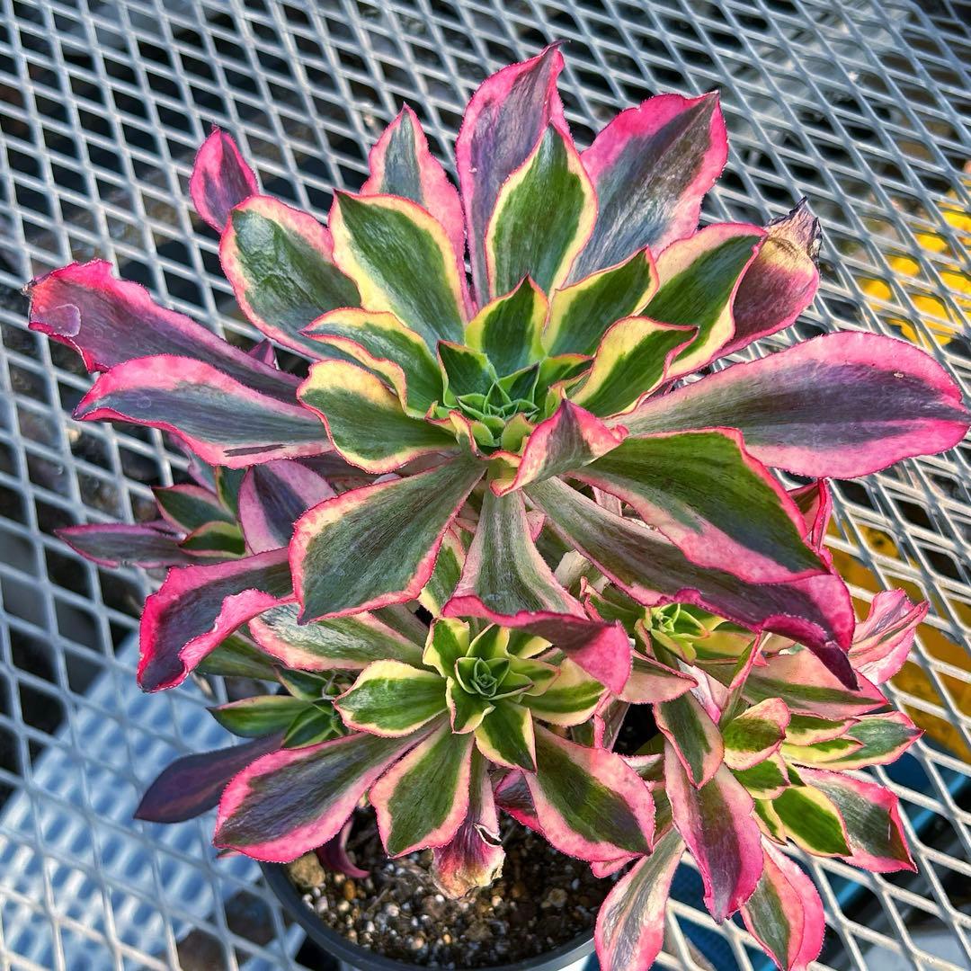 多肉植物アエオニウム錦　人気　ゴースト　魅影　抜き苗　特大群生苗