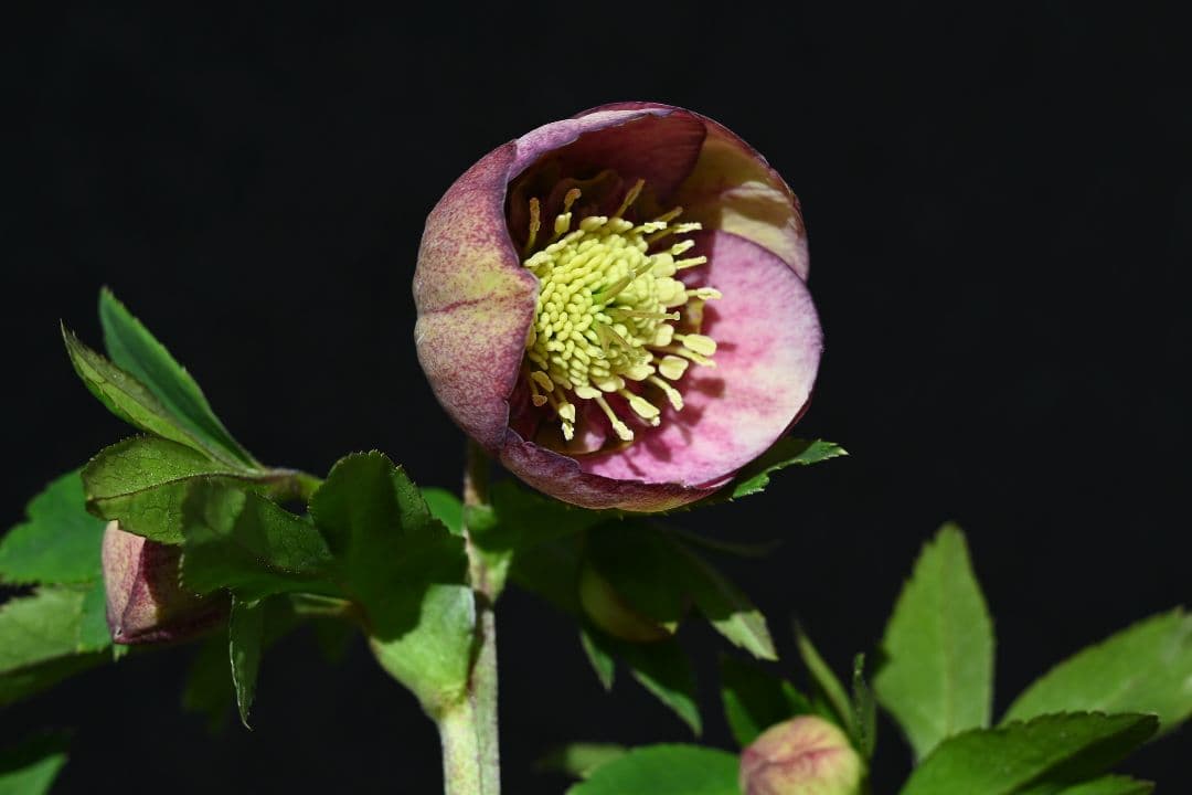 クリスマスローズ　認定毬姫　加藤農園