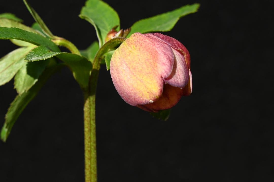 クリスマスローズ　認定毬姫　加藤農園