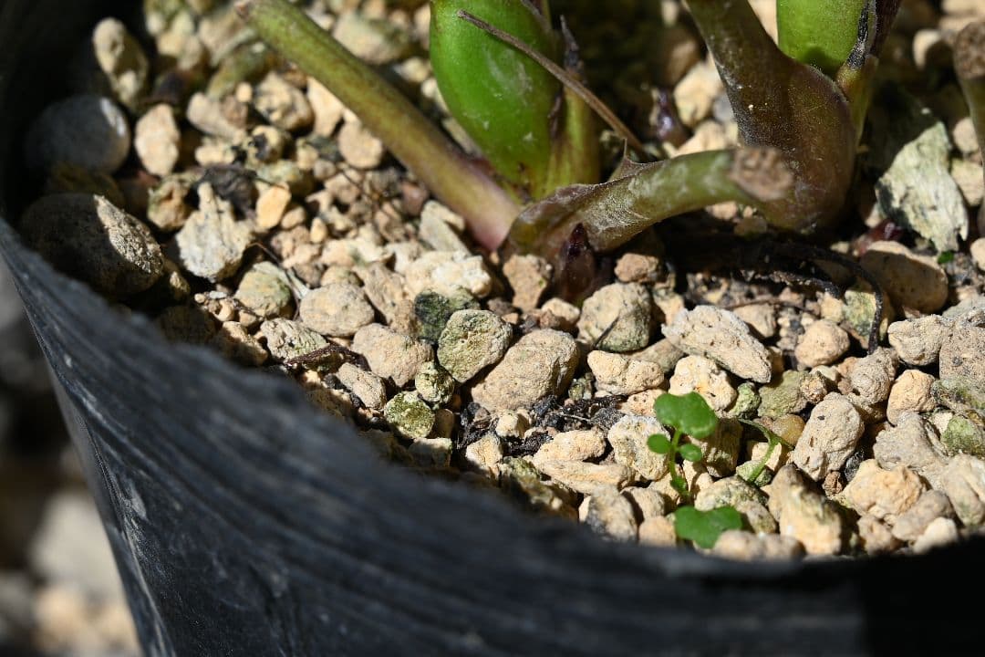 クリスマスローズ　認定毬姫　加藤農園