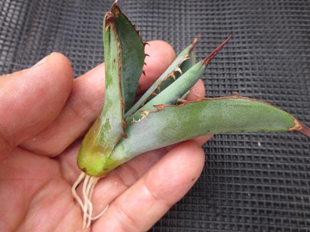 アガベ チタノタ 才ア八力実生A8/超強鋸歯/発根済み /プツプツ 強棘OC株