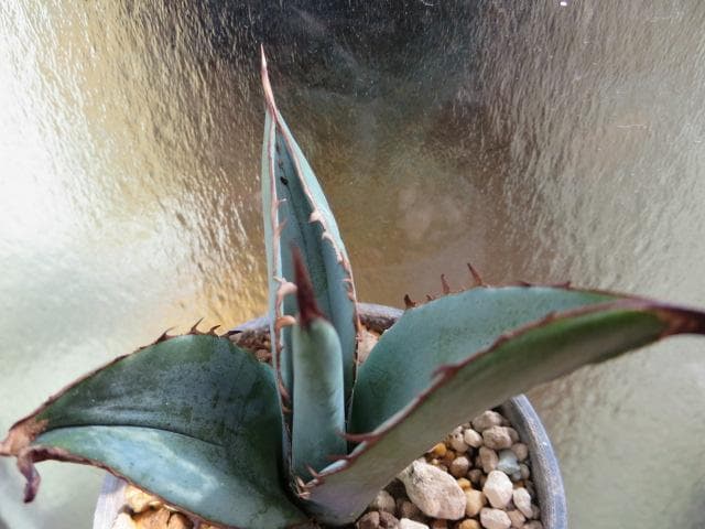 アガベ チタノタ 才ア八力実生A8/超強鋸歯/発根済み /プツプツ 強棘OC株