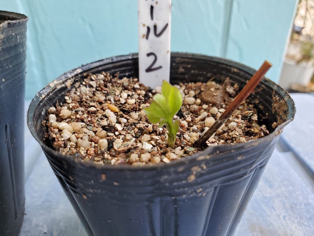 ジョンポール２　２年生　クレマチス