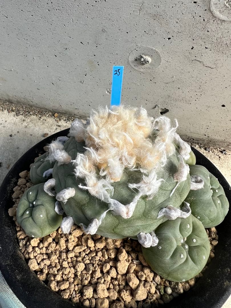 ロフォフォラ　翠冠玉