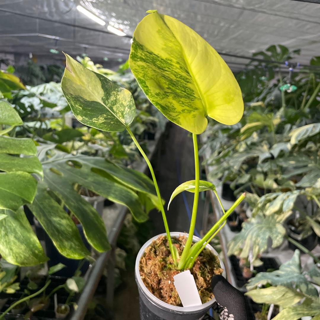 MC3 モンステラ　イエローマリリン　黄斑入り