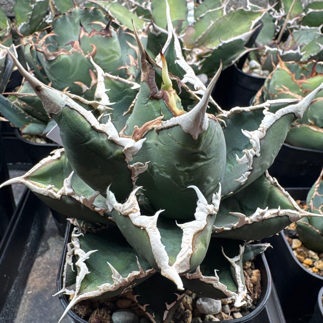 アガベ　チタノタ　狼人　大きめ　白鯨　レッドキャット　FO076