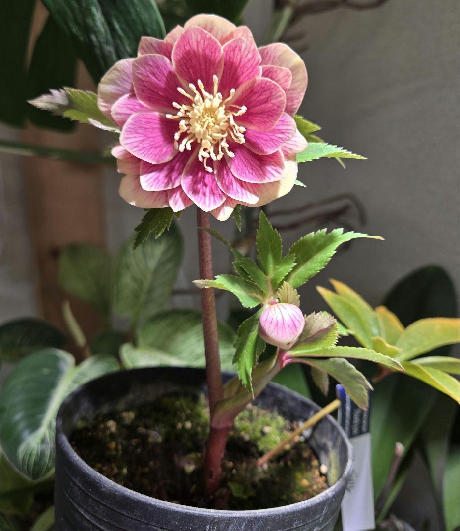 a*a様 未株分　認定ソレイユd d 　広瀬園芸　クリスマスローズ