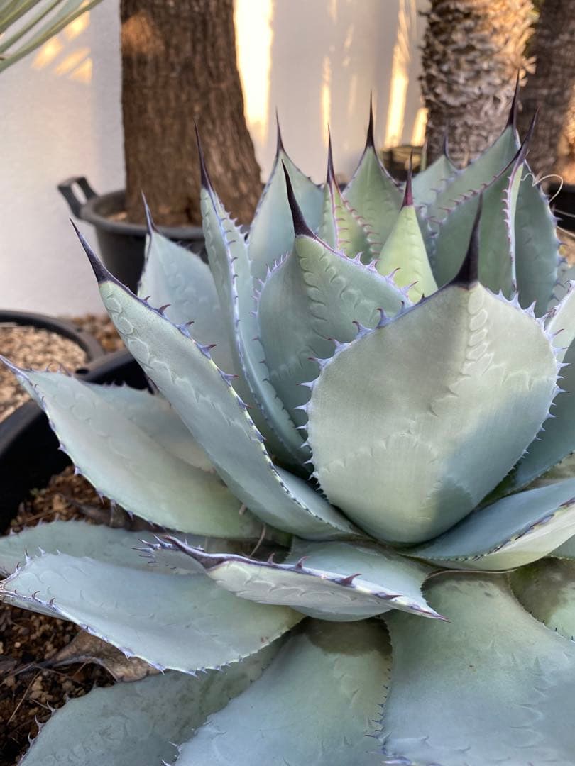 アガベ　姫吉祥天