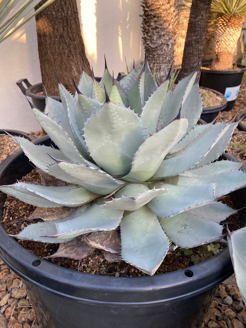 アガベ　姫吉祥天