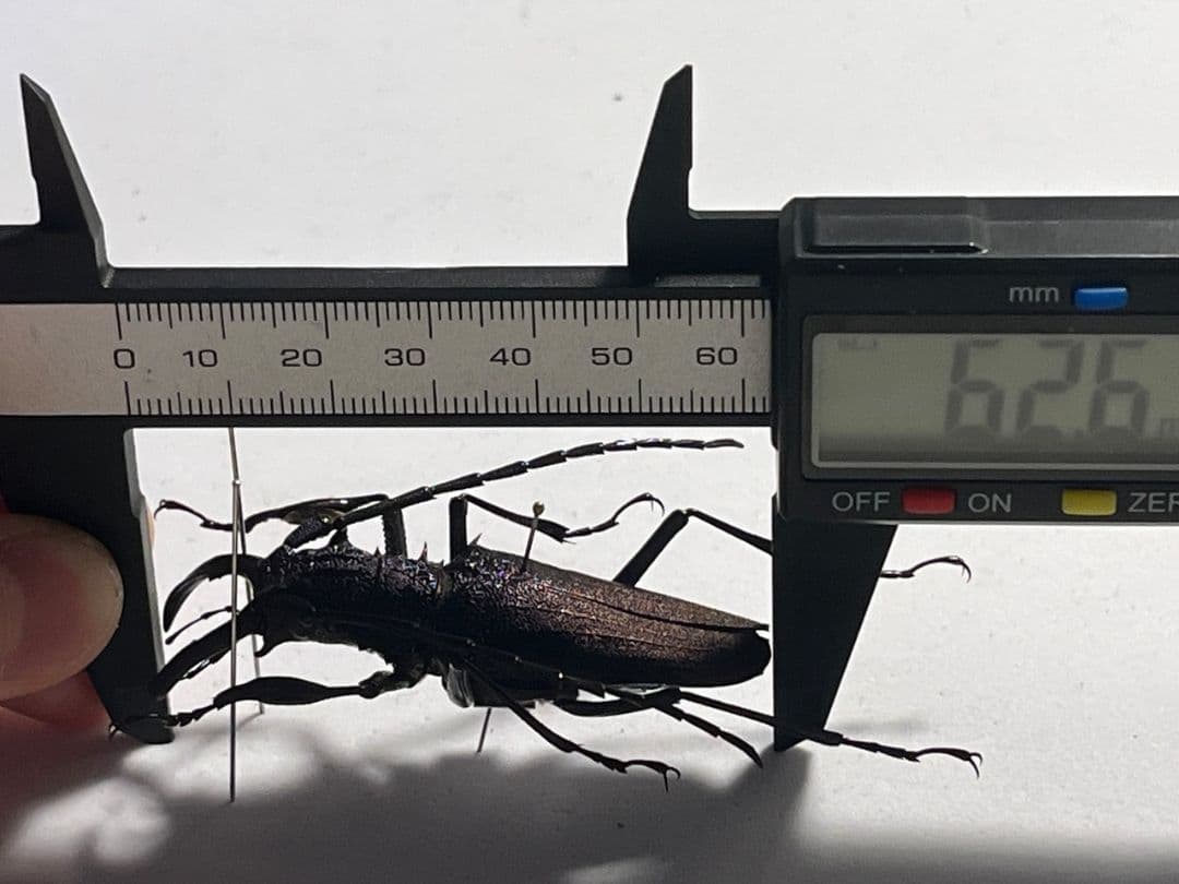 【濃紺】ツヤケシオニノコギリカミキリ ムラサキオニノコギリカミキリ キンオニ標本