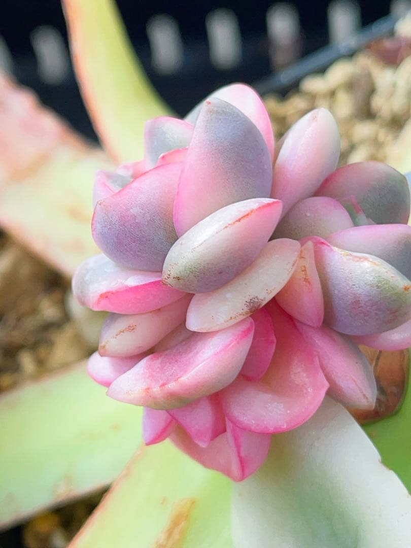 ピンクムーン錦　激レア 多肉植物　エケベリア　容器ごとヤマト便発送