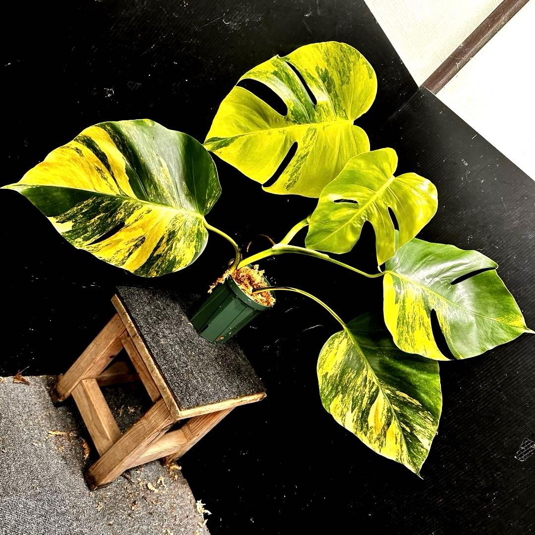 ☆*☆様 斑入りモンステラボルシギアナオーレア黄斑56㎝鉢植え/検索→イエローマ