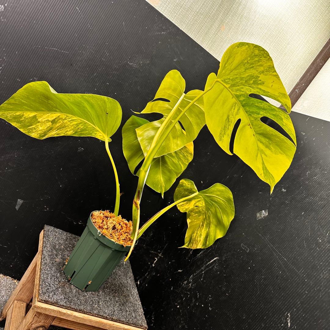 ☆*☆様 斑入りモンステラボルシギアナオーレア黄斑56㎝鉢植え/検索→イエローマ