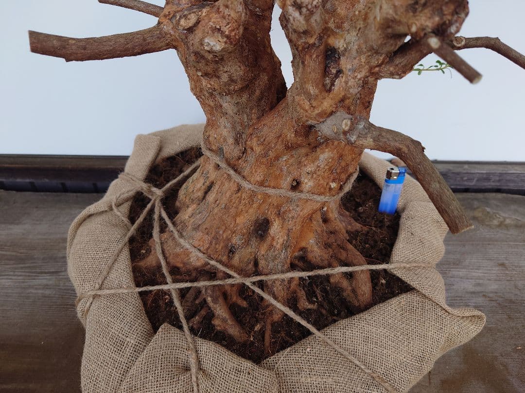 ミ*ナ様 盆栽　皐月(栄冠)　幹回り60cm　樹高64cm