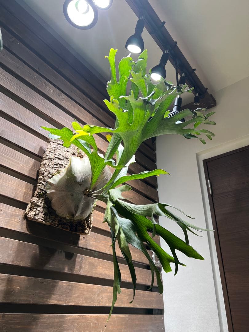 P.Hillii .Dragon OC②| ヒリー　ドラゴン　板付