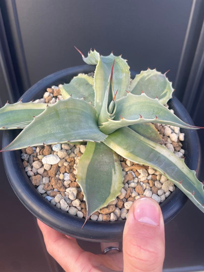 アガベ　オバティフォリア　オルカ　鉢のままメルカリ便発送