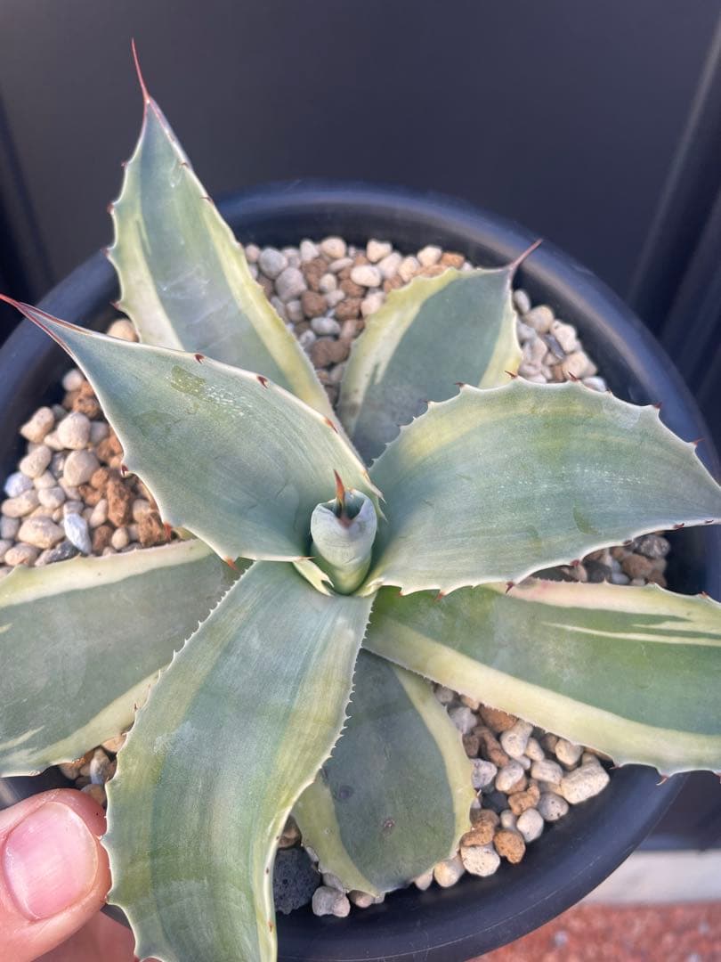 アガベ　オバティフォリア　オルカ　鉢のままメルカリ便発送