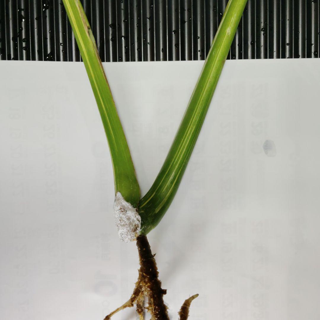 希少 モンステラ タイコン ステレーション スターライト トップ カット 発根済