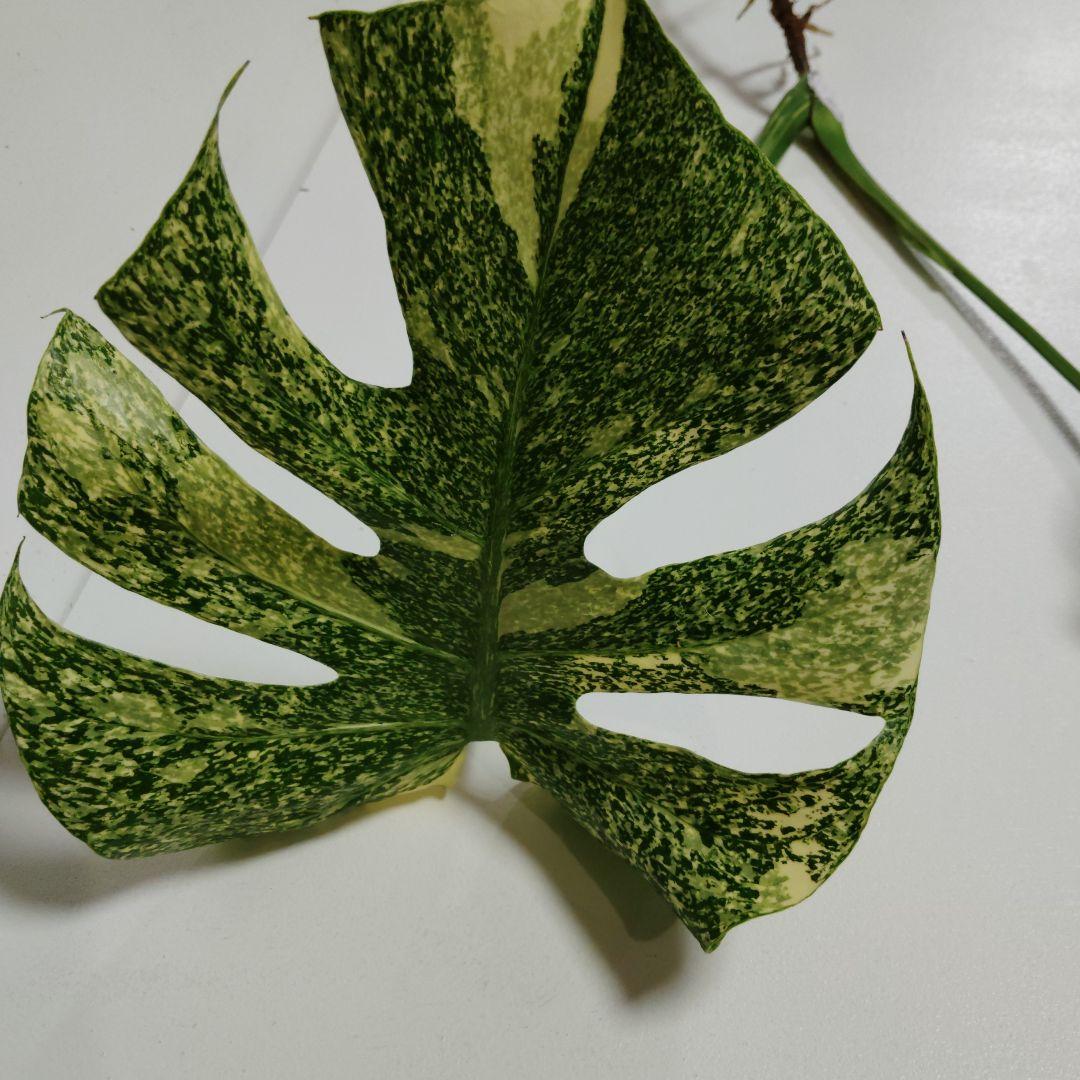希少 モンステラ タイコン ステレーション スターライト トップ カット 発根済