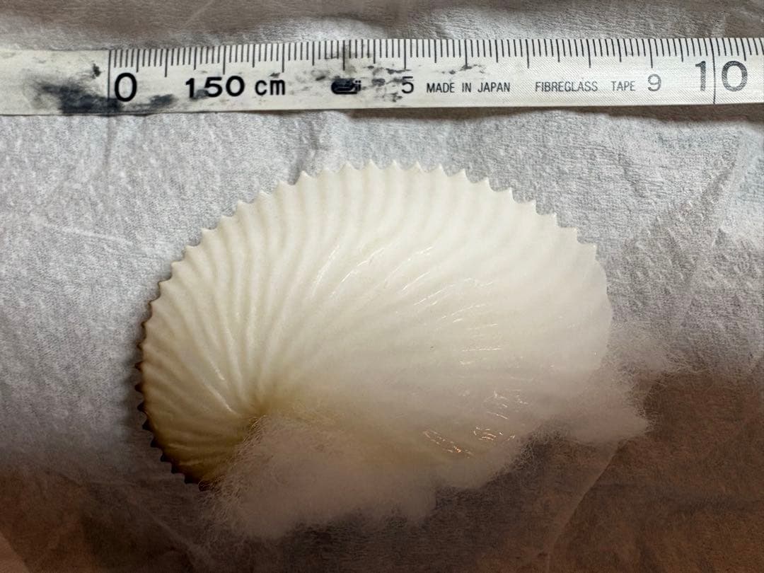 アオイガイ　8個セット