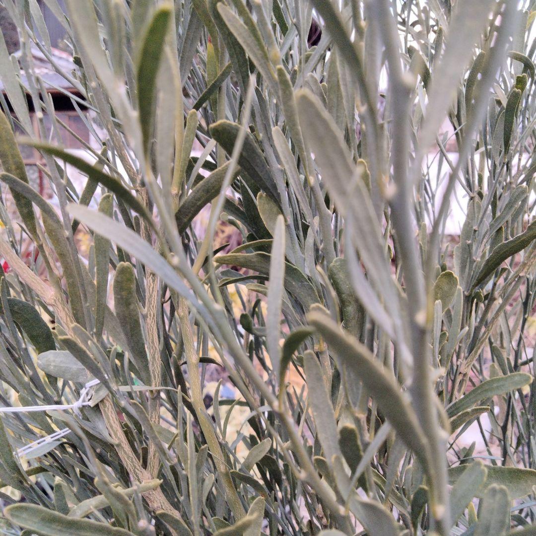 デザートライム