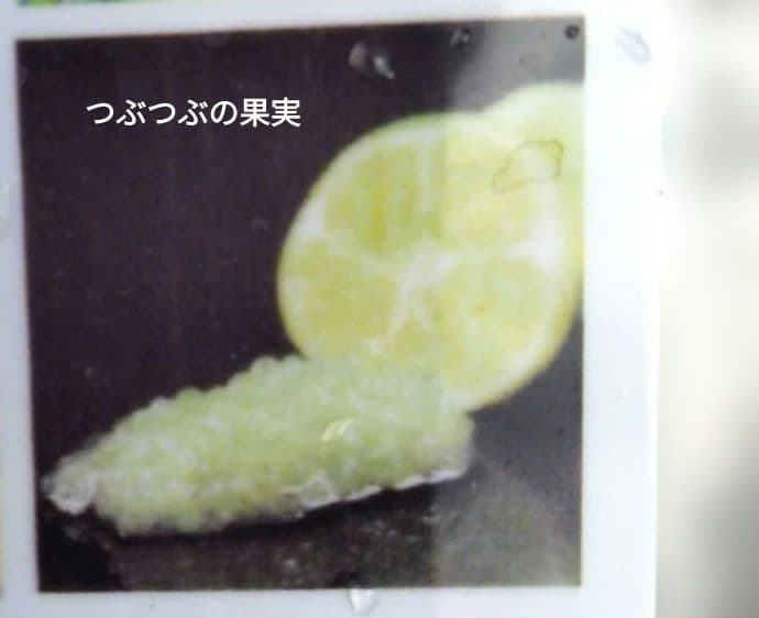 デザートライム