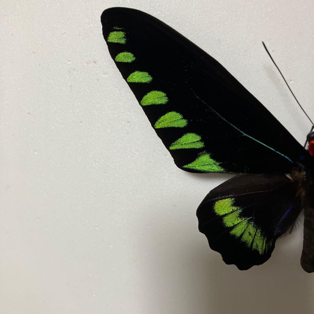 パラワンアカエリトリバネアゲハ♂♀