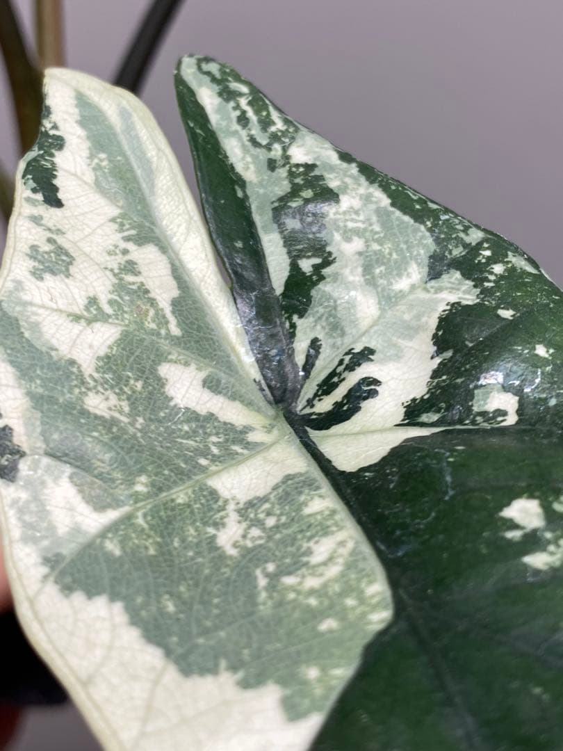 【超希少‼️美株✨】アロカシア　シンポ　アルボ　斑入り　白斑　レア　人気メルカリ便