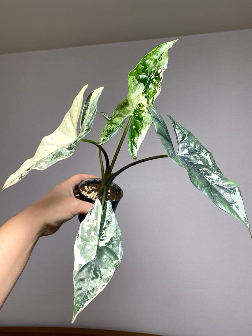 【超希少‼️美株✨】アロカシア　シンポ　アルボ　斑入り　白斑　レア　人気メルカリ便