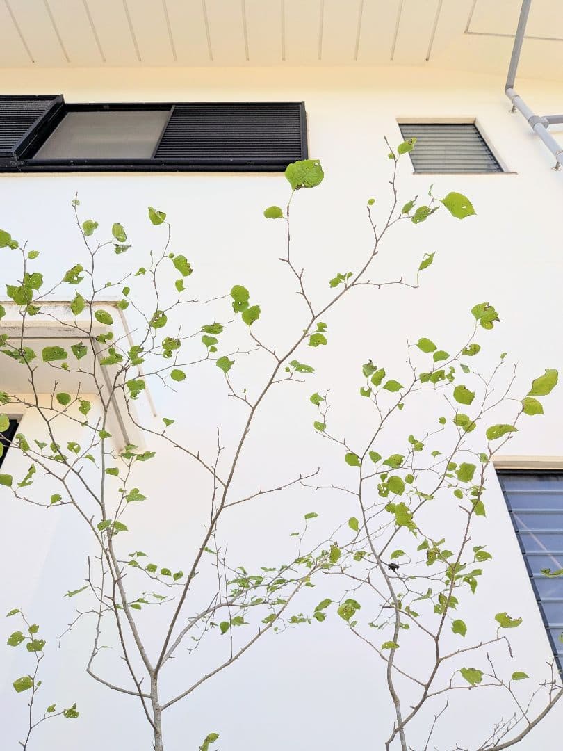 超逸品！山採りアオハダ。