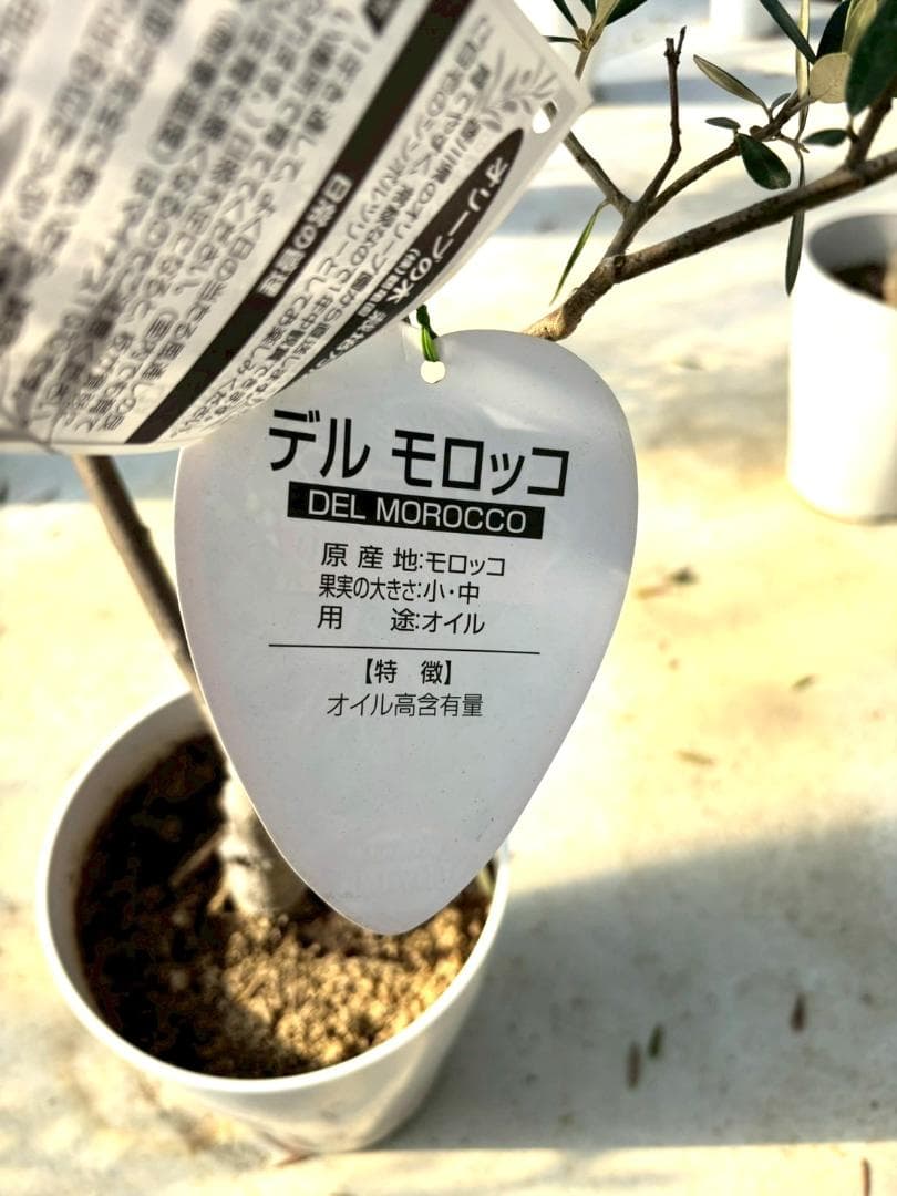 オリーブの木　デルモロッコ　7号　約110cm　K-303　希少品種　現品掲載