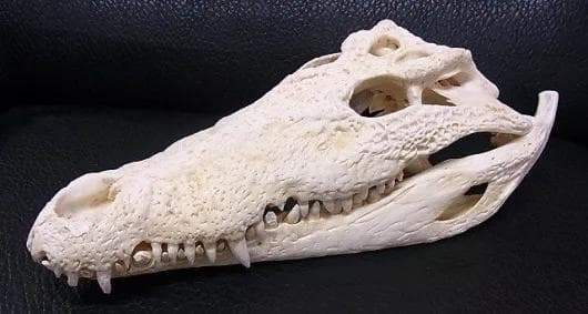 貴重！★迫力サイス！45ｃｍ ナイルワニ （Nile crocodile） 頭骨