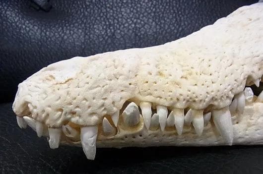 貴重！★迫力サイス！45ｃｍ ナイルワニ （Nile crocodile） 頭骨